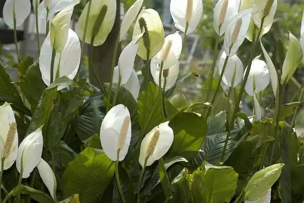 白鹤芋叶子蔫解决方法(白鹤芋叶子蔫的解决方法及其在养护过程中的注意事项）？插图2