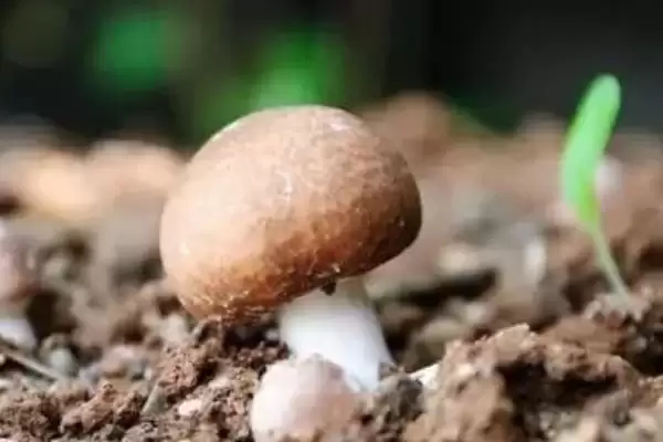 巴西蘑菇培育技巧(巴西蘑菇培育技巧及其在生长过程中的管理要点)插图6