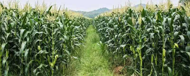 恩试529玉米种子介绍(恩试529玉米种子情况如何)-会东网