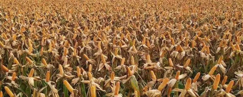 德单186玉米种简介(德单186玉米种情况如何)-会东网
