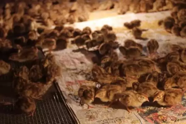 鹌鹑投喂青料过多问题(鹌鹑投喂青料过多会产生哪些问题及解决方法)插图2 鹌鹑投喂青料过多问题(鹌鹑投喂青料过多会产生哪些问题及解决方法)插图2