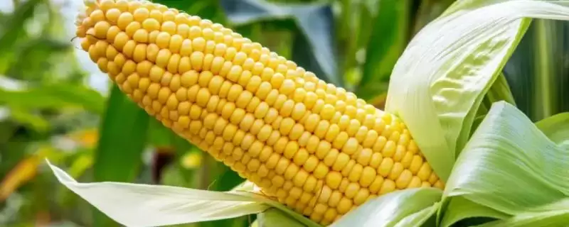 东科301玉米品种特性(东科301玉米品种特性咋样)-会东网