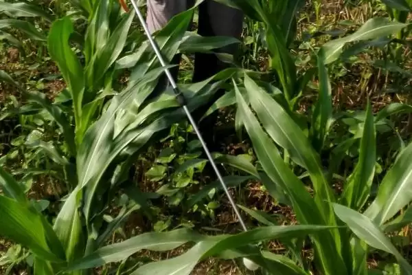 奥利68玉米种子116-142天成熟，期间有啥特点插图2