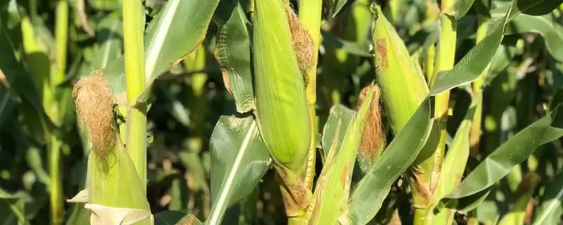 登峰308玉米种子简介(登峰308玉米种子情况是怎样的)-会东网