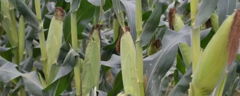 用颗粒剂或赤眼蜂防治玉米螟的GY519玉米品种,特性是啥?插图 用颗粒剂或赤眼蜂防治玉米螟的GY519玉米品种,特性是啥?插图