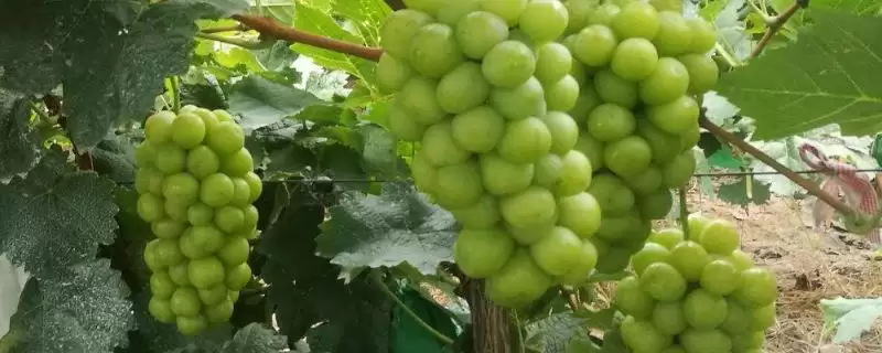 阿捷玫瑰葡萄特点(阿捷玫瑰葡萄果实好但生长周期长的优劣势分析)-会东网