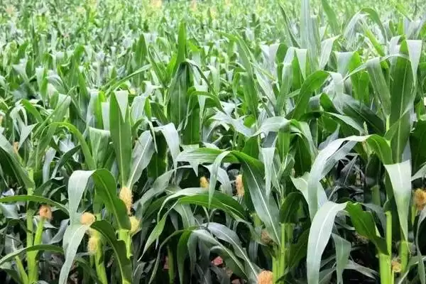 彩甜糯520玉米种简介(彩甜糯520玉米种介绍要点是什么呢)插图3 彩甜糯520玉米种简介(彩甜糯520玉米种介绍要点是什么呢)插图3