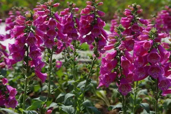 地黄生长条件(地黄生长需要哪些条件呢)插图5