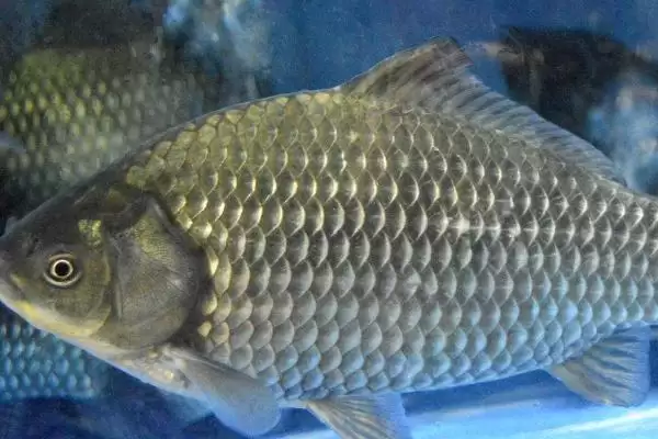 2号袖钩可以钓多大鲫鱼(2号袖钩在正常情况下能钓多大的鲫鱼呢)插图3