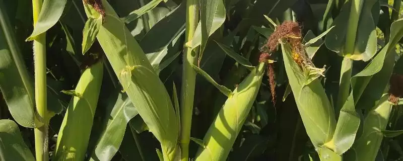 迪卡3081玉米种子简介(迪卡3081玉米种子情况是怎样的)-会东网
