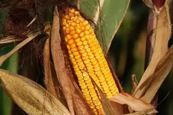 G803玉米种注意防治灰斑病的关键要点解读插图3 G803玉米种注意防治灰斑病的关键要点解读插图3