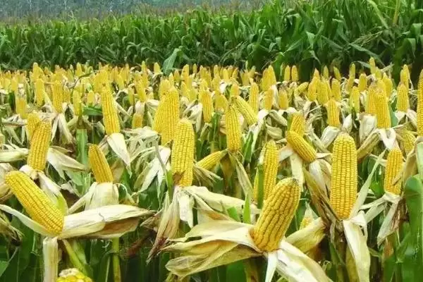 丰泽127玉米品种简介(丰泽127品种特性、产量、推广价值)插图2