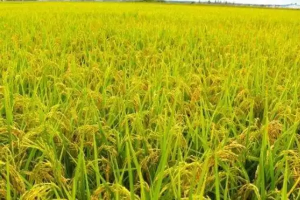 C两优998水稻品种播种量10-12千克要点(C两优998水稻品种10-12千克播种量要点)插图2 C两优998水稻品种播种量10-12千克要点(C两优998水稻品种10-12千克播种量要点)插图2
