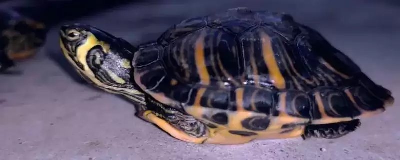 巴西黄耳龟水温要求及其他(巴西黄耳龟水温要求及其他饲养要点和注意事项)-会东网