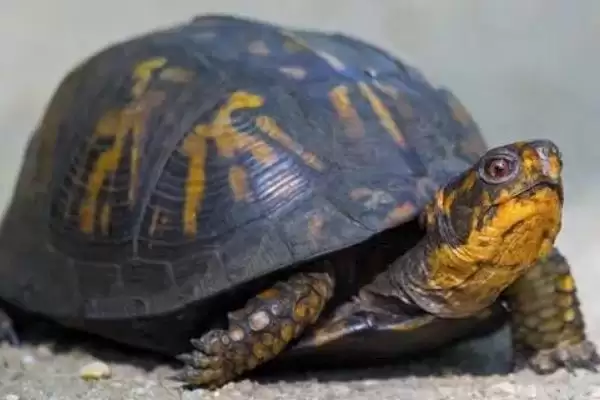 阿莫西林治乌龟病(阿莫西林可治乌龟肺炎等病的用药原理和治疗方法)插图3