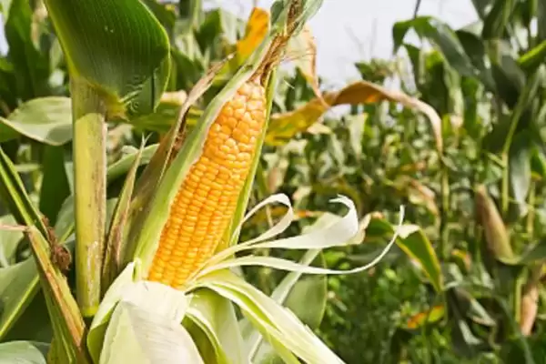 辽宁省春播生育期131天的JM305玉米种子,有何特别?插图3 辽宁省春播生育期131天的JM305玉米种子,有何特别?插图3