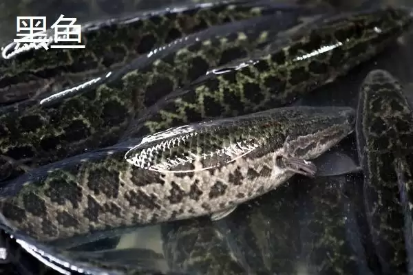 8号伊豆钩适钓鱼种(8号伊豆钩在实际垂钓中主要适用于哪些鱼种呢)插图3 8号伊豆钩适钓鱼种(8号伊豆钩在实际垂钓中主要适用于哪些鱼种呢)插图3