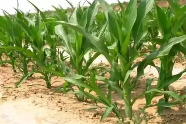 DY2183玉米种子高抗茎腐病的特性与优势分析插图2 DY2183玉米种子高抗茎腐病的特性与优势分析插图2