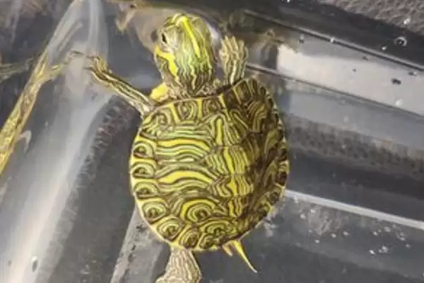 巴西黄耳龟水温要求及其他(巴西黄耳龟水温要求及其他饲养要点和注意事项)插图3 巴西黄耳龟水温要求及其他(巴西黄耳龟水温要求及其他饲养要点和注意事项)插图3