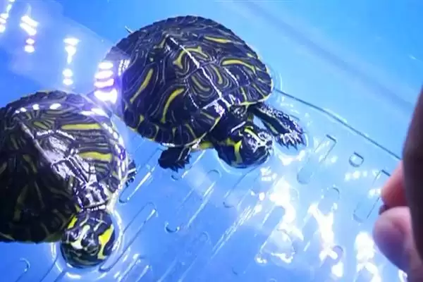 巴西黄耳龟水温要求及其他(巴西黄耳龟水温要求及其他饲养要点和注意事项)插图6 巴西黄耳龟水温要求及其他(巴西黄耳龟水温要求及其他饲养要点和注意事项)插图6