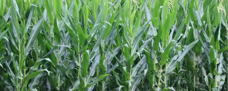 泛玉526玉米种子特点(泛玉526玉米种子有啥特点)-会东网