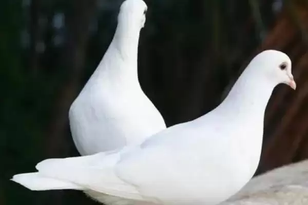 鸽子饲料(鸽子饲料有哪些种类及营养搭配要点呢)插图1