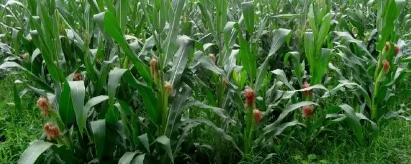 丰玉4号玉米品种的特性(丰玉4号品种抗病、抗倒、产量稳定性)-会东网