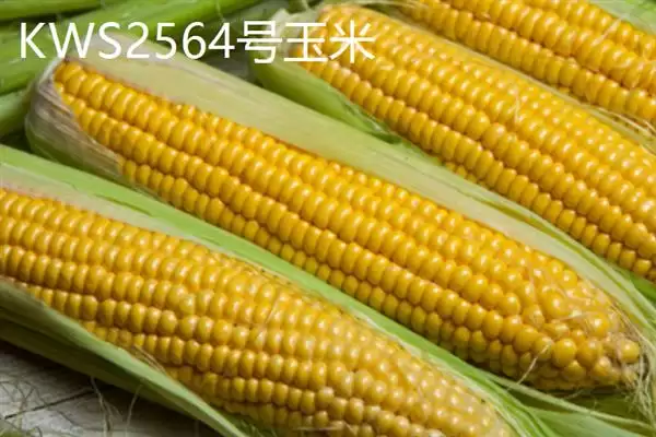 10斤玉米有几个？大约为14-25个左右揭秘插图4