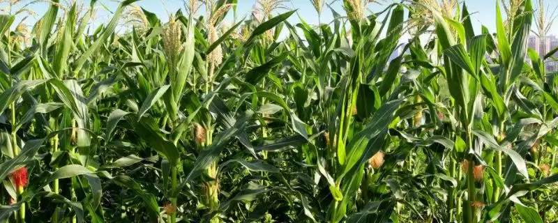 尺玉515玉米种子介绍(尺玉515玉米种子有哪些具体介绍呢)-会东网