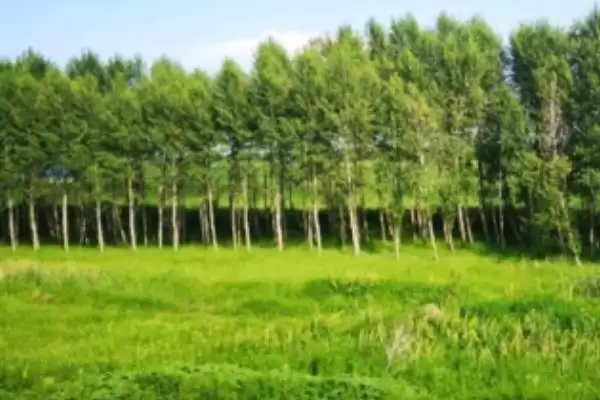 巴马香猪室外超20℃放牧,养殖要点有哪些插图1 巴马香猪室外超20℃放牧,养殖要点有哪些插图1