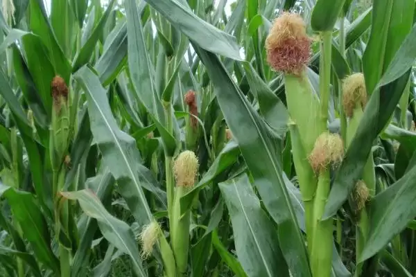 DF991玉米品种4-5月上旬适宜播期的要点插图3