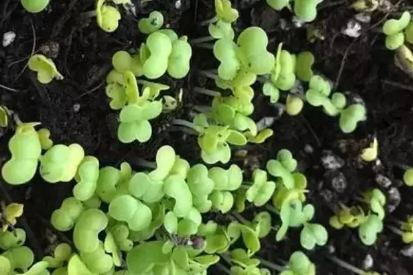 白菜发芽影响因素(白菜发芽影响因素及其在种植过程中的调控要点)插图3
