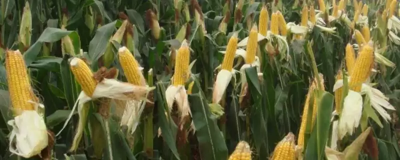 富裕109玉米品种的特性(富裕109品种抗病、抗倒、产量稳定性)-会东网
