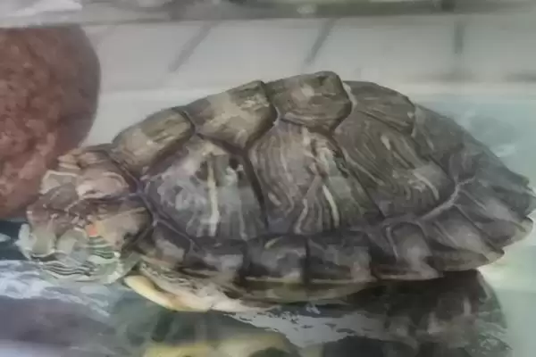 巴西龟作息规律(巴西龟作息规律及其在养殖中的时间管理要点)插图3