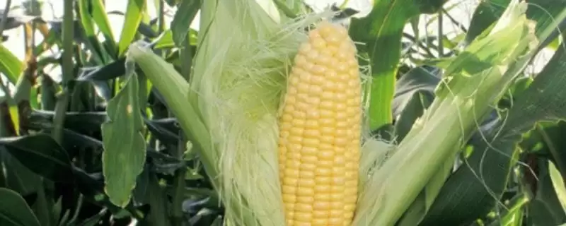 丹玉171玉米品种的特性(丹玉171玉米品种特性是啥)-会东网