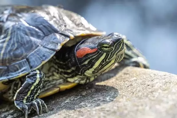 巴西龟新手饲养致死因 (巴西龟新手饲养易致死的原因和解决办法)插图2 巴西龟新手饲养致死因 (巴西龟新手饲养易致死的原因和解决办法)插图2