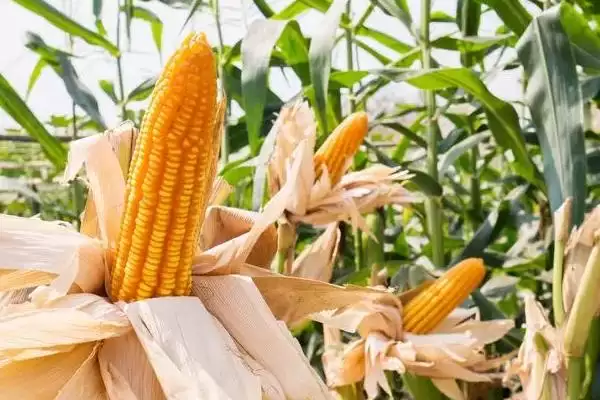 奥玉3804玉米种东华北129天成熟,特点有哪些插图2 奥玉3804玉米种东华北129天成熟,特点有哪些插图2