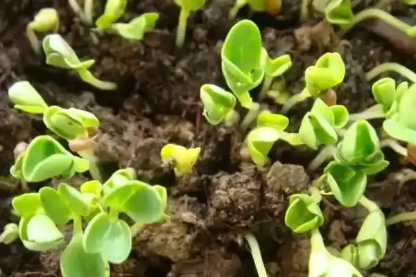 白菜发芽影响因素(白菜发芽影响因素及其在种植过程中的调控要点)插图2