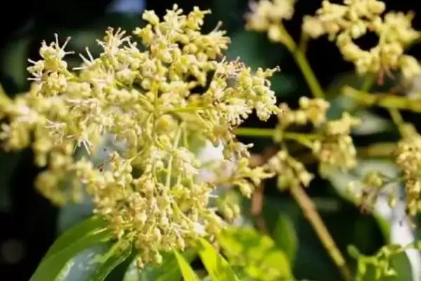 广东蜜源植物(广东有哪些常见蜜源植物及其花期呢)插图3