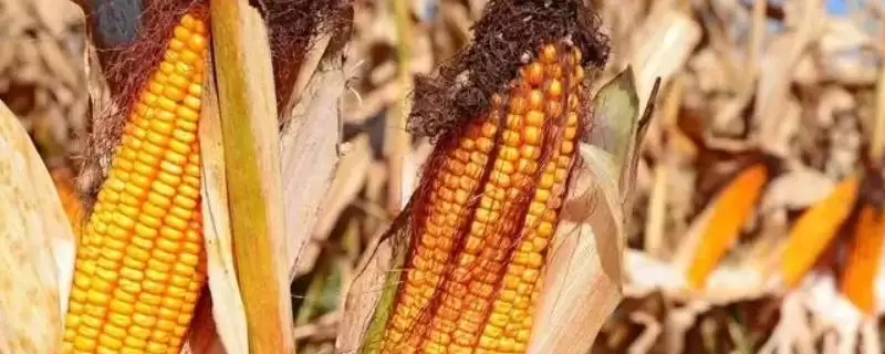 DK107玉米品种防治大斑病和灰斑病要点-会东网