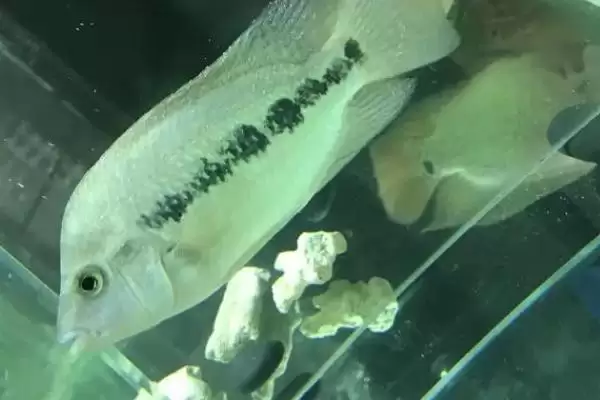 白点病防治有效方法有 (白点病升温后一周脱落的防治方法有哪些)插图3