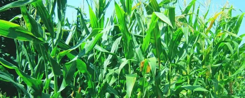 大民168玉米品种的特性(大民168玉米品种特性有哪些呢)-会东网