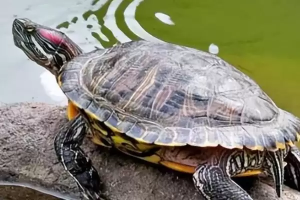 巴西龟生活习性和饲养要点(巴西龟生活习性和饲养要点及其对养殖环境的需求)插图1
