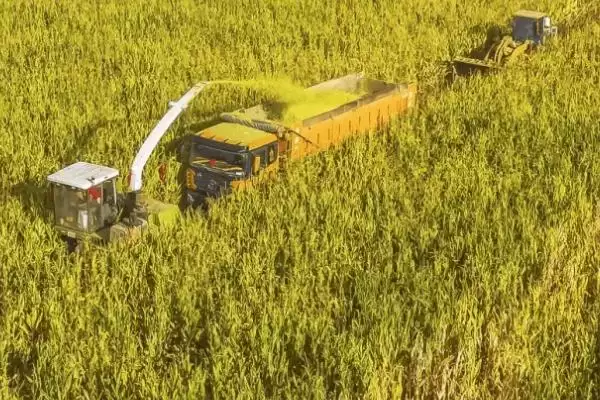 奥玉728玉米种子中抗茎腐病，种植注意啥插图1