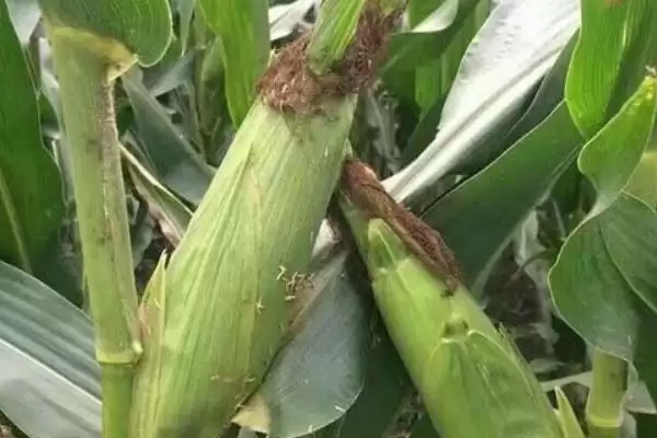 YP1197玉米种子简介,密度4500株/亩左右的优势插图1 YP1197玉米种子简介,密度4500株/亩左右的优势插图1