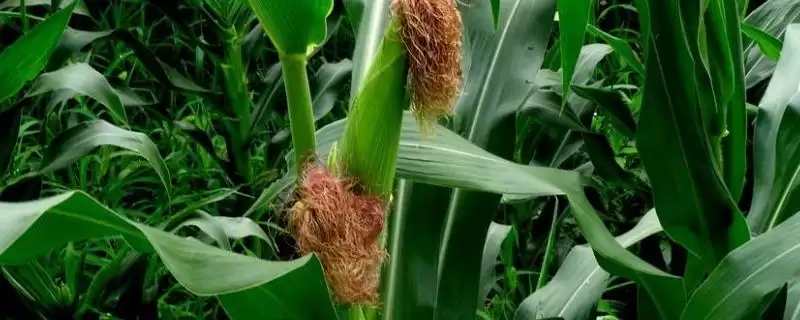 德禹101玉米种子特征特性(德禹101玉米种子特性有哪些)-会东网