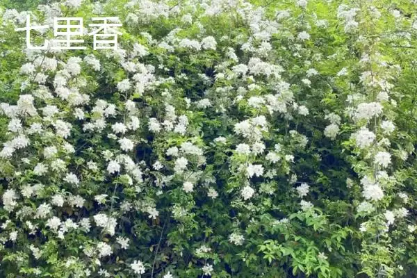 苍蝇的天敌(苍蝇的天敌都有哪些生物呢)插图5 苍蝇的天敌(苍蝇的天敌都有哪些生物呢)插图5