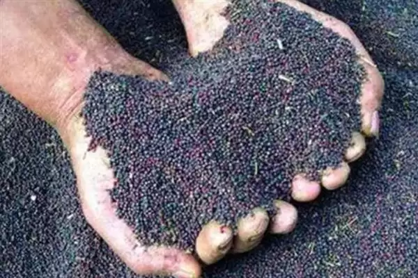 12月不适合种油菜(12月因温度低不适合种油菜的具体温度影响分析)插图2 12月不适合种油菜(12月因温度低不适合种油菜的具体温度影响分析)插图2