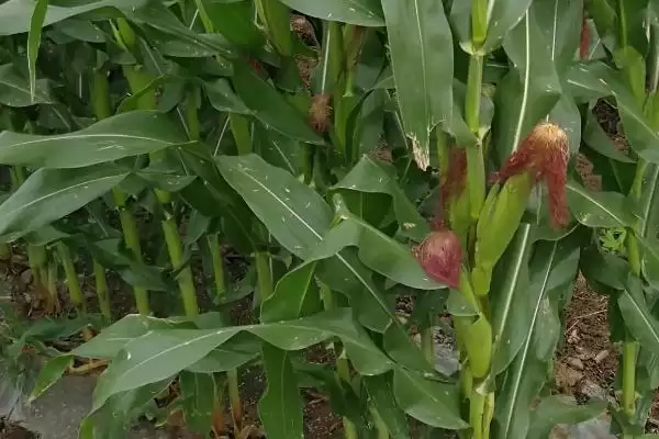 中抗茎腐病的RM919(试验代号:浩玉919)玉米种子,特性如何?插图2 中抗茎腐病的RM919(试验代号:浩玉919)玉米种子,特性如何?插图2