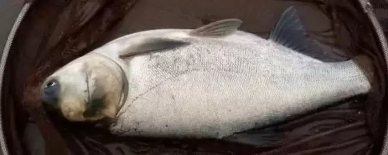 春天钓鲢鱼打浮钓多少米合适(春天钓鲢鱼打浮钓多深合适呢)-会东网